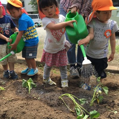 さつま芋２種類植えました