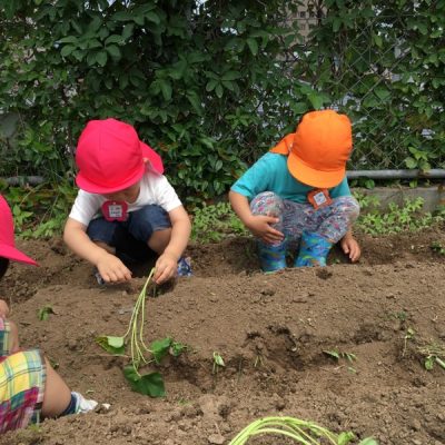 さつま芋２種類植えました