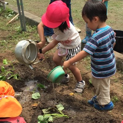 さつま芋２種類植えました