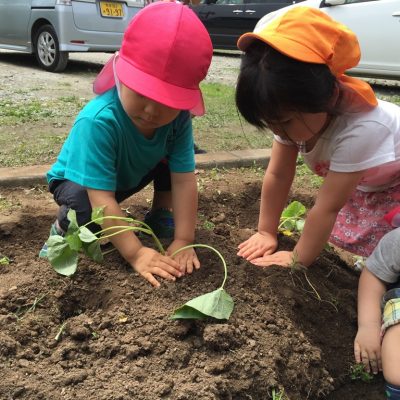 さつま芋２種類植えました