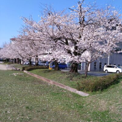 桜、満開🌸