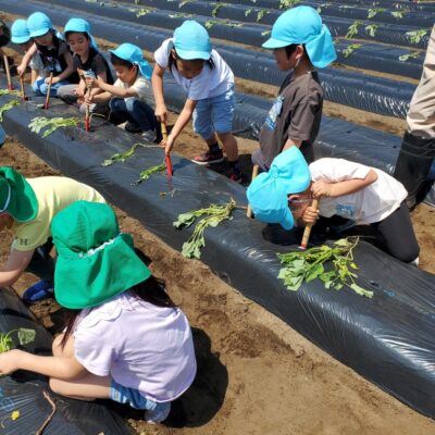 さつま芋の苗植え