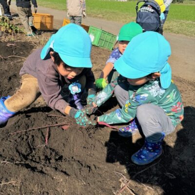 芋ほり遠足