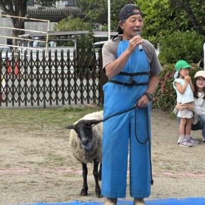 メエコの毛刈り