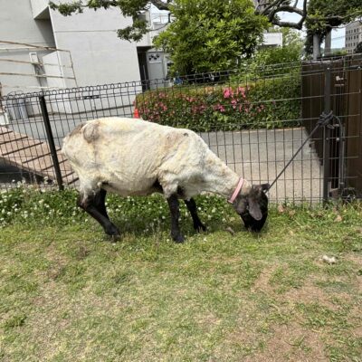 メエコの毛刈り