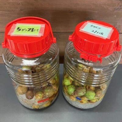 梅ジュース作り