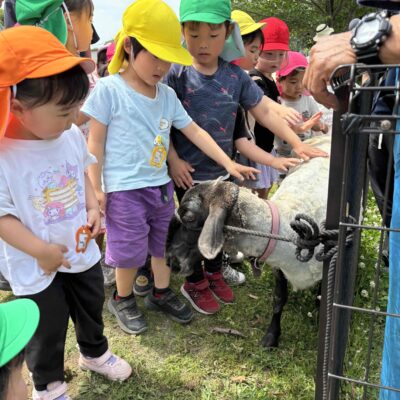 メエコの毛刈り