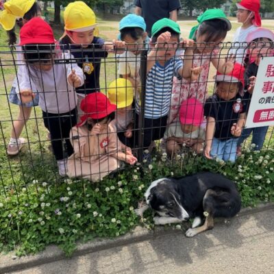メエコの毛刈り