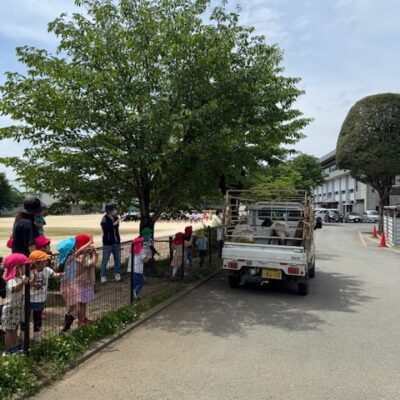 メエコの毛刈り