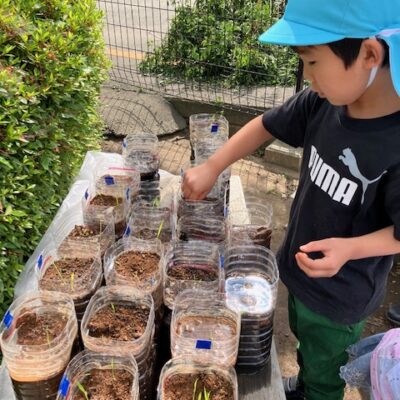 稲の収穫　～年長～