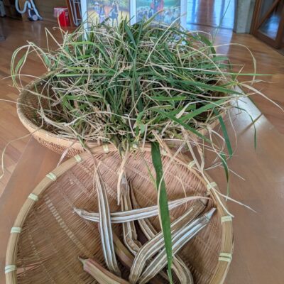稲の収穫　～年長～