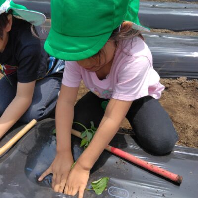 芋の苗植えに行ってきました！