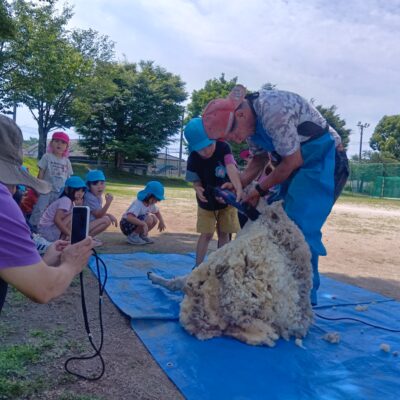 羊の毛刈り体験🐑