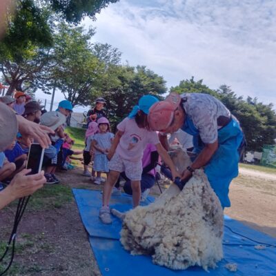 羊の毛刈り体験🐑