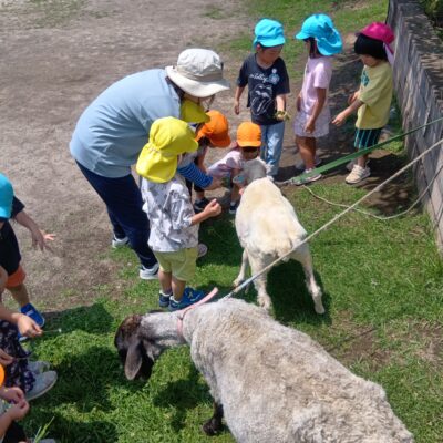羊の毛刈り体験🐑