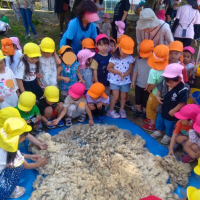 羊の毛刈り体験🐑